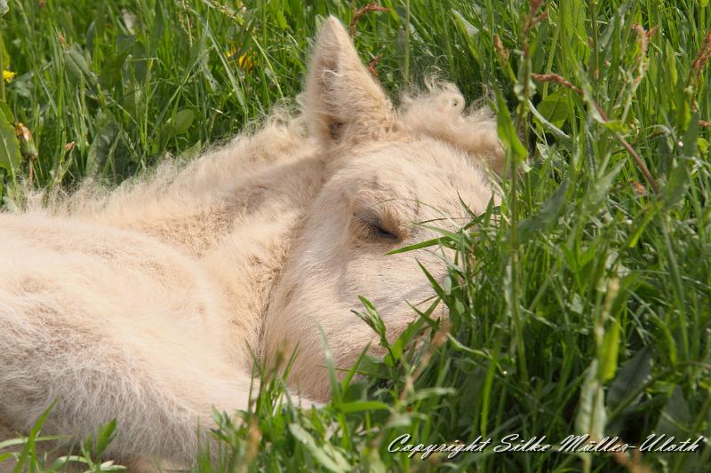 Erla t.jpg - Erla von Heidmoor